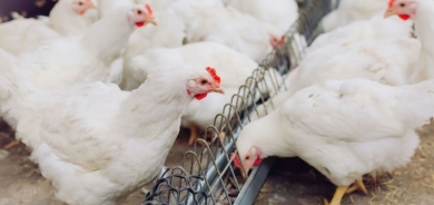 دهوك تحقق الاكتفاء الذاتي من لحوم الدواجن وتُصدّر 60% من إنتاجها إلى باقي محافظات العراق