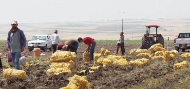 Bo cara yekem festîvala kartolan li Duhokê tê lidarxistin