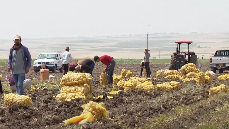 Bo cara yekem festîvala kartolan li Duhokê tê lidarxistin