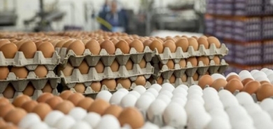 الزراعة العراقية: بيض كوردستان كبح ارتفاع الأسعار الشتوية