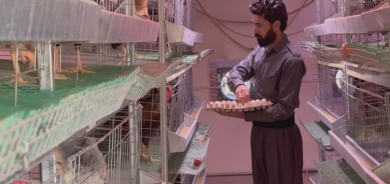 خريج قسم الثروة الحيوانية في كفري يحوّل بحثه إلى مشروع تربية 1000 دجاجة لإنتاج البيض