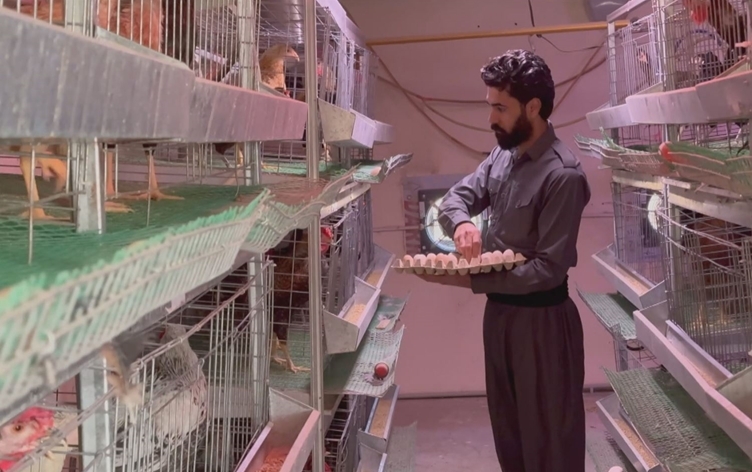 خريج قسم الثروة الحيوانية في كفري يحوّل بحثه إلى مشروع تربية 1000 دجاجة لإنتاج البيض