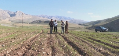 مسح ميداني في آكرى لـ 150 ألف دونم من القمح لضمان حقوق المزارعين