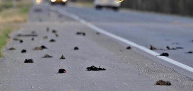 خۆكێشانی باڵندەكان بە دیواری ماڵەكاندا