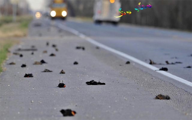 خۆكێشانی باڵندەكان بە دیواری ماڵەكاندا