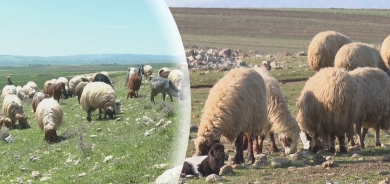 الثروة الحيوانية في عقرة.. من موسم الصراع مع الجفاف إلى عام وفرة الأمطار