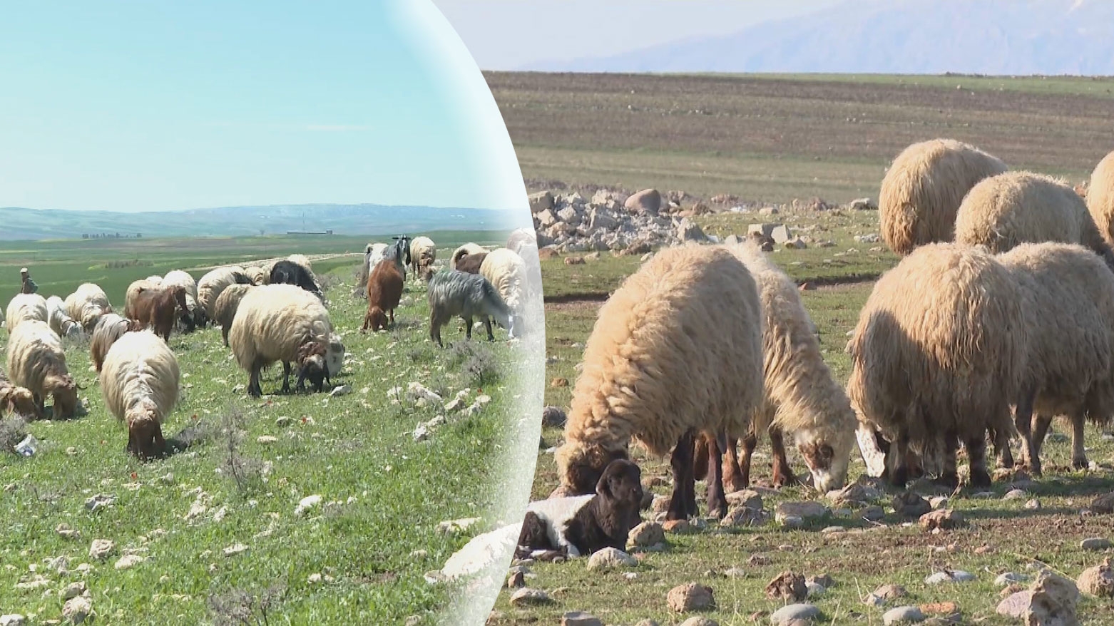 الثروة الحيوانية في عقرة.. من موسم الصراع مع الجفاف إلى عام وفرة الأمطار