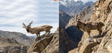 وەستان و باڵانسی گیانداران لە بناری شاخەكاندا