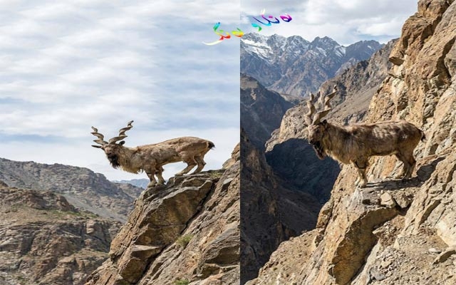 وەستان و باڵانسی گیانداران لە بناری شاخەكاندا