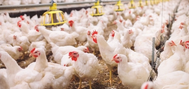 300 ألف طن سنوياً.. دجاج الإقليم في طريقه إلى مائدة العراقيين