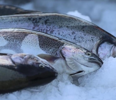 هەناردەی سەلەمۆنی تورکیا لە ساڵی ٢٠٢٥دا ٥٢٠ ملیۆن دۆلاری تێپەڕاندووە