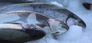 هەناردەی سەلەمۆنی تورکیا لە ساڵی ٢٠٢٥دا ٥٢٠ ملیۆن دۆلاری تێپەڕاندووە