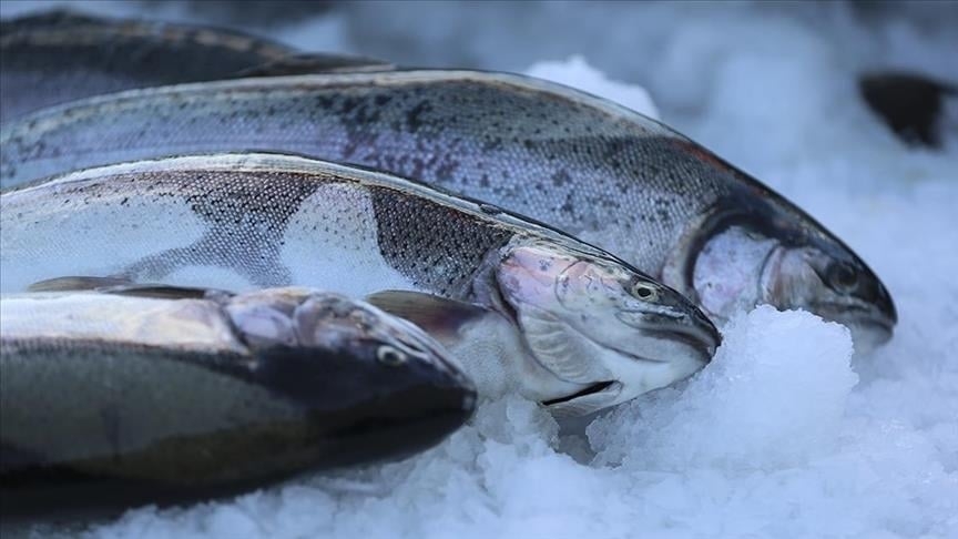 هەناردەی سەلەمۆنی تورکیا لە ساڵی ٢٠٢٥دا ٥٢٠ ملیۆن دۆلاری تێپەڕاندووە