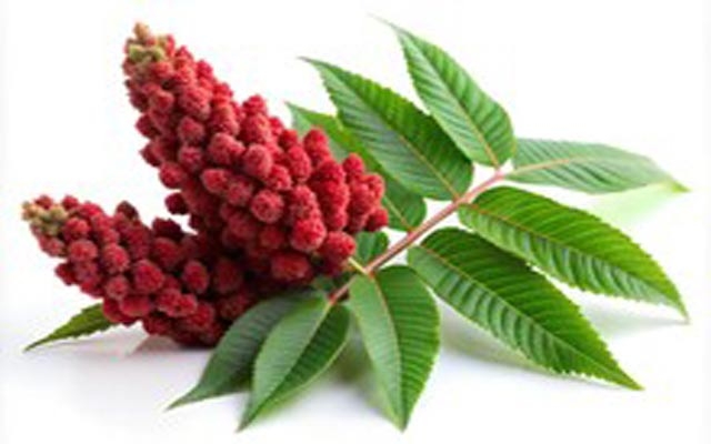 سماق بۆ خۆ پاراستن لە نەخۆشییە درێژخایەنەكان