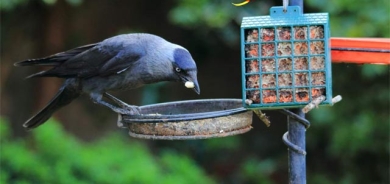 قەلەڕەشەكان شەقامەكان پاك دەكەنەوە