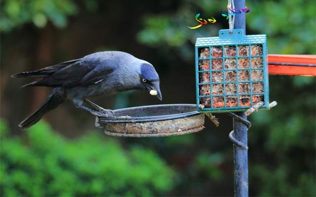 قەلەڕەشەكان شەقامەكان پاك دەكەنەوە