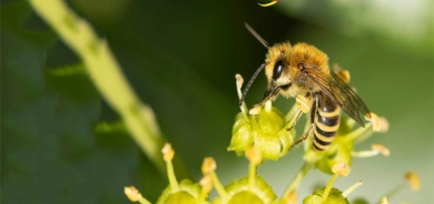 توانای هەنگەكان  لە بیركاریدا