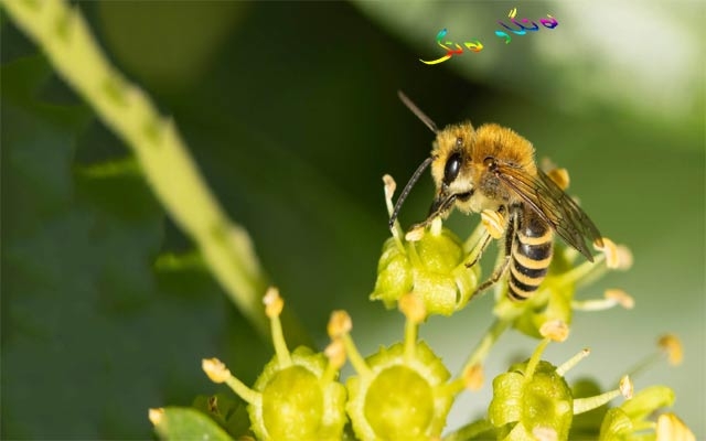 توانای هەنگەكان  لە بیركاریدا