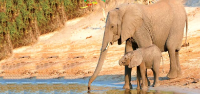 پشتی فیل ناسكە