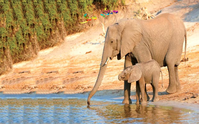 پشتی فیل ناسكە