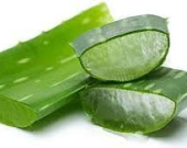 نبتة منزلية شائعة قد تكون مفتاح مكافحة ألزهايمر