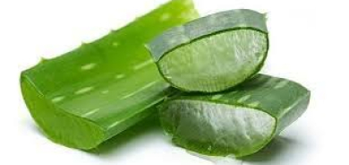 نبتة منزلية شائعة قد تكون مفتاح مكافحة ألزهايمر