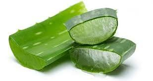 نبتة منزلية شائعة قد تكون مفتاح مكافحة ألزهايمر