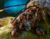 بۆزانیاریت،  ئەركی دایكایەتی گیانداران