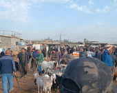 زراعة أربيل تشكل لجنة مشتركة لمنع الذبح غير القانوني في أسواق المواشي