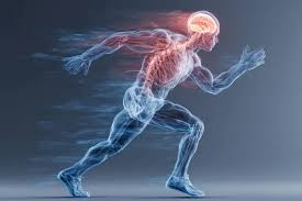 دراسة: تحسين قدرة العضلات على التحمل يتطلب مساعدة من خلايا الدماغ