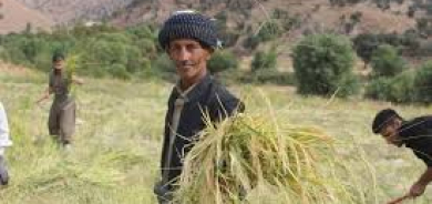 تمييز الحكومة العراقية في استلام القمح يثير قلق مزارعي إقليم كوردستان