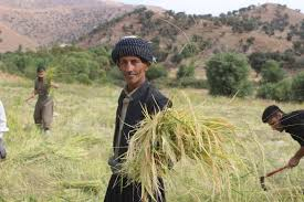 تمييز الحكومة العراقية في استلام القمح يثير قلق مزارعي إقليم كوردستان