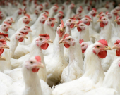 16 Arrested in Sulaimani as Authorities Seize Banned Furaltadone Shipments from Poultry Farms