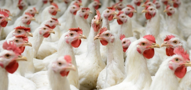 16 Arrested in Sulaimani as Authorities Seize Banned Furaltadone Shipments from Poultry Farms