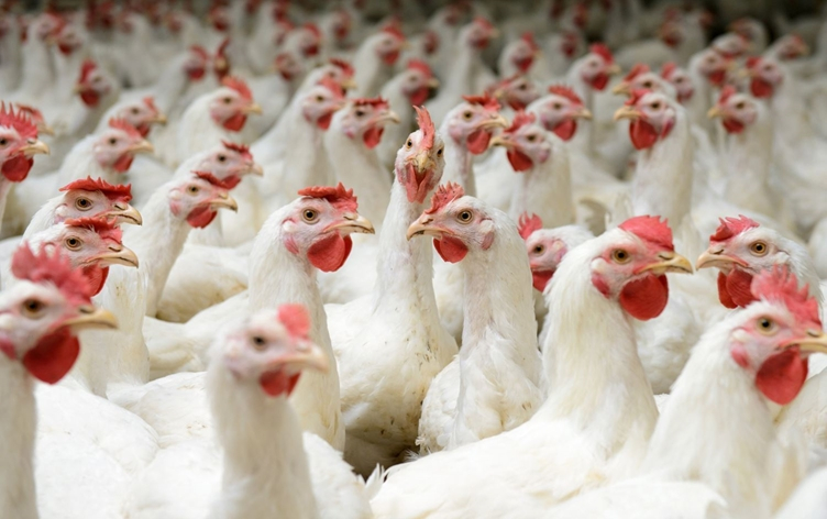 16 Arrested in Sulaimani as Authorities Seize Banned Furaltadone Shipments from Poultry Farms