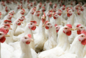 16 Arrested in Sulaimani as Authorities Seize Banned Furaltadone Shipments from Poultry Farms