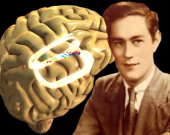 بەناوبانگترین مێشكی جیهان