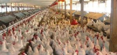 زراعة كوردستان تطمئن المواطنين وتنفى شائعات اللقاحات المحظورة في قطاع الدواجن