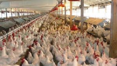 زراعة كوردستان تطمئن المواطنين وتنفى شائعات اللقاحات المحظورة في قطاع الدواجن