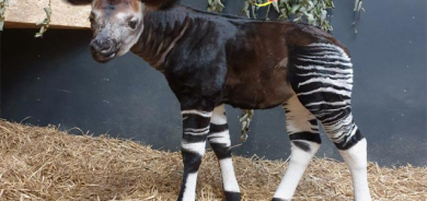 زەڕافەی كۆپی كراوی Okapi