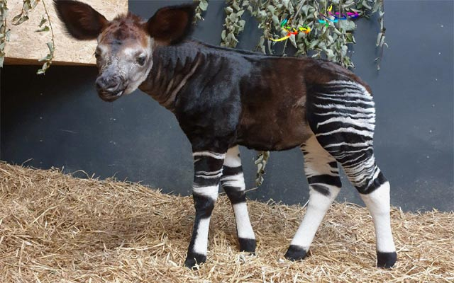 زەڕافەی كۆپی كراوی Okapi