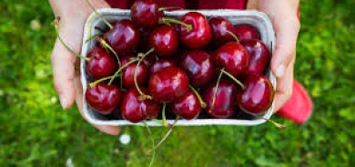 دراسة: الكرز الداكن قد يُبطئ نمو أحد أخطر أنواع سرطان الثدي