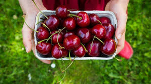 دراسة: الكرز الداكن قد يُبطئ نمو أحد أخطر أنواع سرطان الثدي