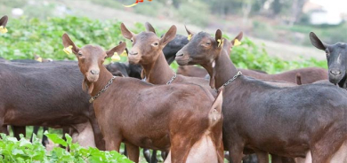 بزنی ئیسپانی هاوشێوەی مانگایە
