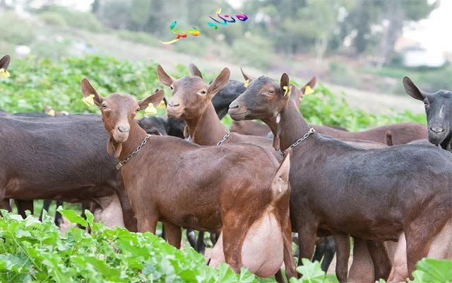 بزنی ئیسپانی هاوشێوەی مانگایە