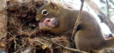 دیمەنە سەیرەكان، بێچووە سمۆری بێ دایك