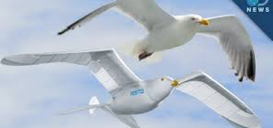 طائرات تحاكي الطيور… هل تعيد تعريف مستقبل الطائرات دون طيار؟