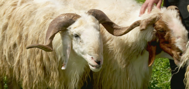 أغلى من السيارات الحديثة.. 