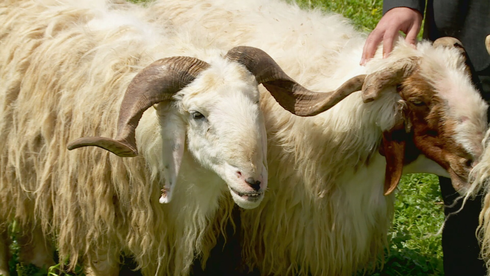 أغلى من السيارات الحديثة.. 