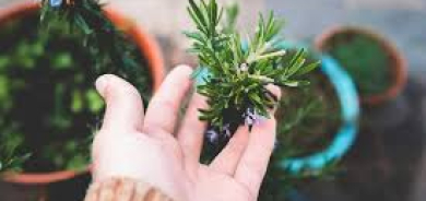 5 روائح من الأطعمة تعزّز نشاطك ويقظتك